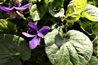 Viola