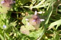 Lamium purpureum