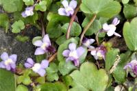 Cymbalaria muralis