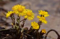 Tussilago farfara