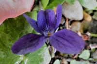 Viola