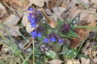 Pulmonaria affinis