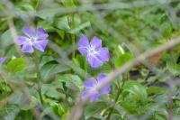 Vinca major