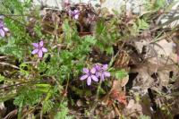 Erodium cicutarium