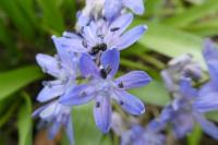 Scilla bifolia