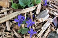 Viola
