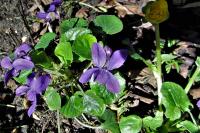 Viola