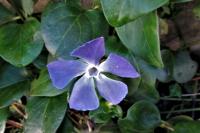 Vinca major