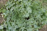 Silybum marianum