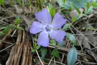 Vinca minor