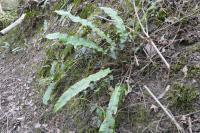Asplenium scolopendrium