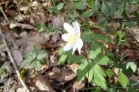 Anemone nemorosa