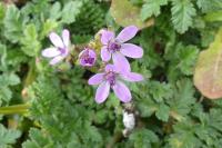 Erodium cicutarium
