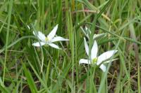 Ornithogalum
