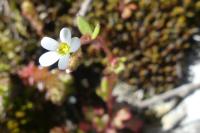 Saxifraga tridactylites