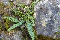 Asplenium trichomanes