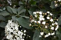 Viburnum tinus