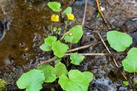 Tussilago farfara