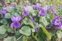Viola odorata