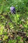Muscari neglectum
