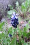 Muscari neglectum