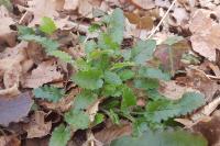 Betonica officinalis