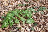 Cyclamen hederifolium