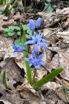 Scilla bifolia