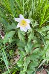 Anemone nemorosa