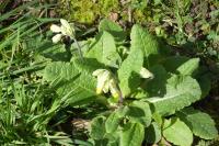 Primula veris