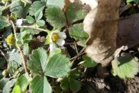 Potentilla sterilis