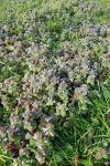 Lamium purpureum