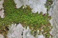 Soleirolia soleirolii