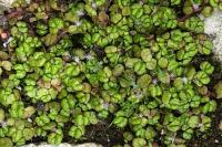 Soleirolia soleirolii