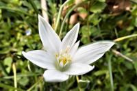 Ornithogalum divergens