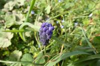 Muscari neglectum