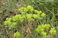 Euphorbia helioscopia