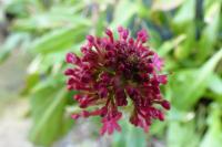 Centranthus ruber