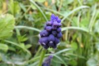 Muscari neglectum