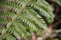 Polystichum aculeatum