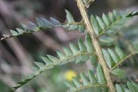 Polystichum setiferum