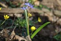 Scilla bifolia