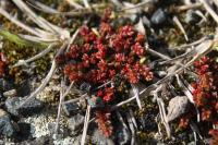 Crassula tillaea