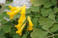 Pseudo-fumaria lutea