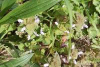 Lamium purpureum