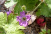 Geranium molle