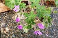Geranium molle