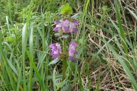 Lamium maculatum