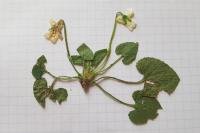 Viola hirta