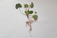 Viola hirta